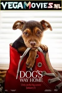 A Dogs Way Home (2019) poster