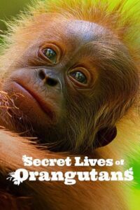 Secret Lives of Orangutans (2024) NF WEB-DL Dual Audio {Hindi-English} 480p - 720p - 1080p poster